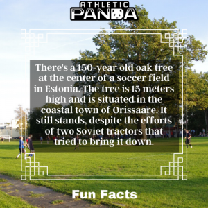 Fun Facts oak tree in the middle of soccer pitch